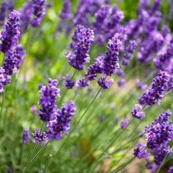 LAVENDER (HƯƠNG HOA OẢI HƯƠNG)
