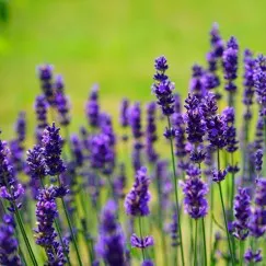 NƯỚC HOA OẢI HƯƠNG ORGANIC (ORGANIC LAVENDER HYDROSOL)