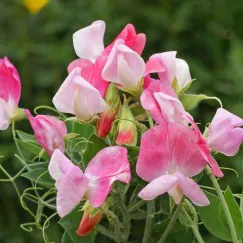SWEET PEA (HƯƠNG HOA ĐẬU NGỌT)