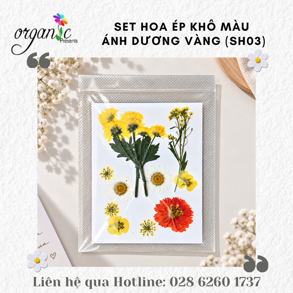SET HOA ÉP KHÔ TRANG TRÍ ĐỒ HANDMADE (ÁNH DƯƠNG VÀNG - SH03)