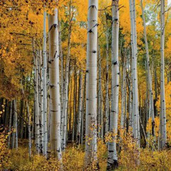 ASPEN GRASS (HƯƠNG CÂY DƯƠNG LÁ RUNG)