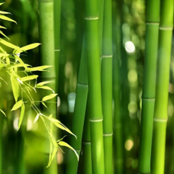 BAMBOO (HƯƠNG TRE)