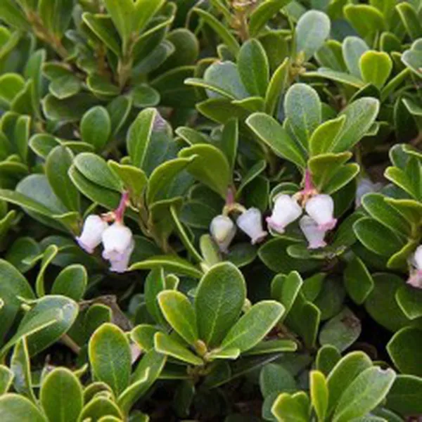 BEARBERRY EXTRACT (CHIẾT XUẤT DÂU GẤU)
