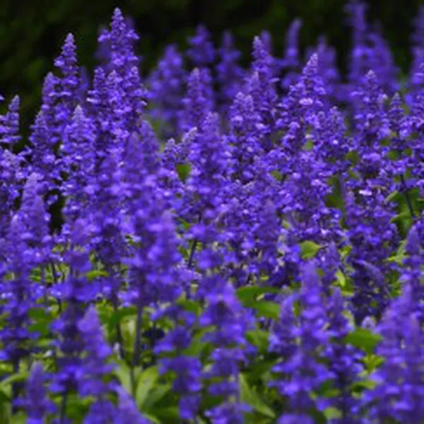 BLUE SAGE (HƯƠNG XÔ THƠM XANH)