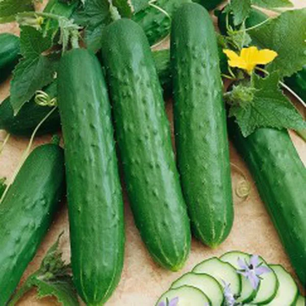 CUCUMBER FRUIT EXTRACT (CHIẾT XUẤT DƯA LEO)