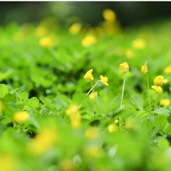 FRESH CUT GRASS (HƯƠNG CỎ MỚI CẮT)