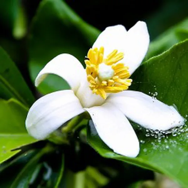 GRAPEFRUIT BLOSSOM (HƯƠNG HOA BƯỞI XANH)