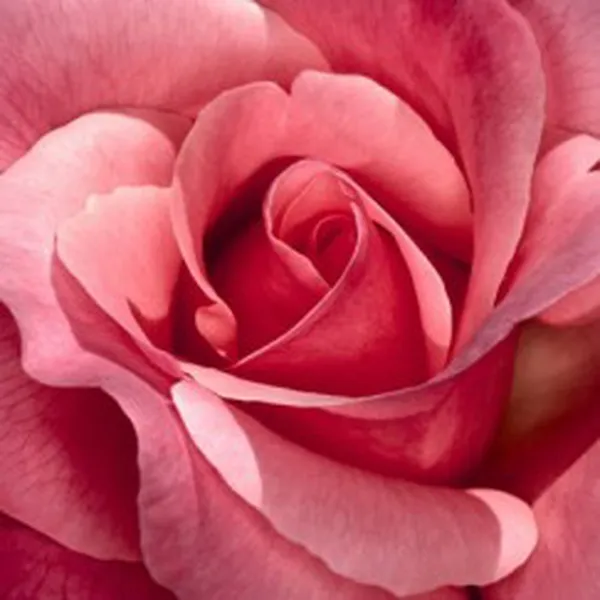 HOA HỒNG (ROSE FR)