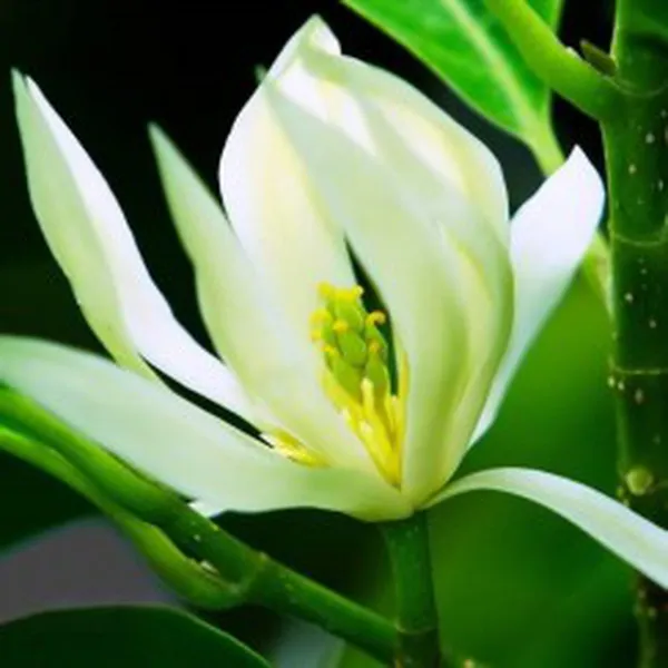 HƯƠNG CHAMPACA (HOA HOÀNG NGỌC LAN)