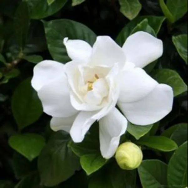 HƯƠNG HOA DÀNH DÀNH (GARDENIA)