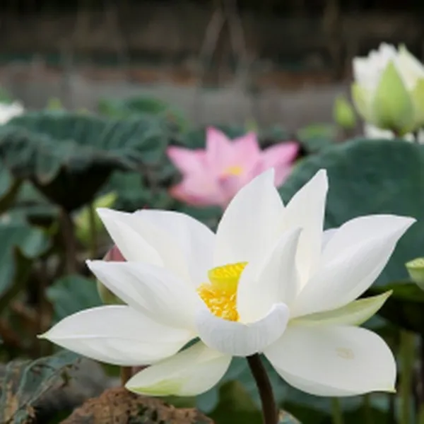 HƯƠNG HOA SEN TRẮNG (WHITE LOTUS )