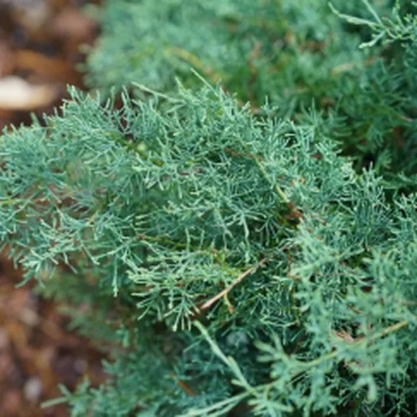 JUNIPER (HƯƠNG CÂY BÁCH XÙ)