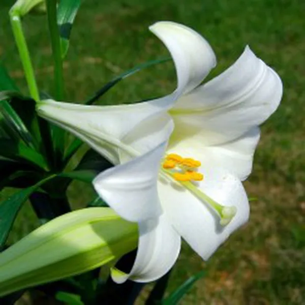 LILY (HƯƠNG HOA BÁCH HỢP)