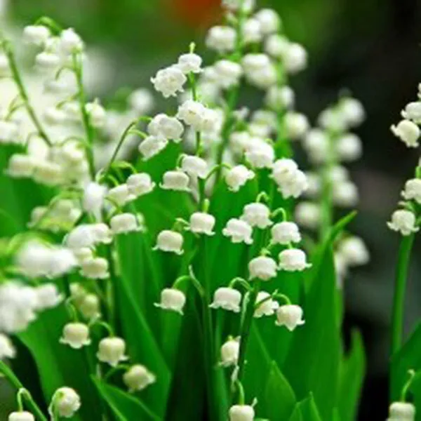 LILY OF THE VALLEY (HƯƠNG HOA LINH LAN)