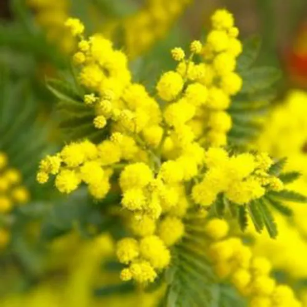 MIMOSA (HƯƠNG HOA MIMOSA)