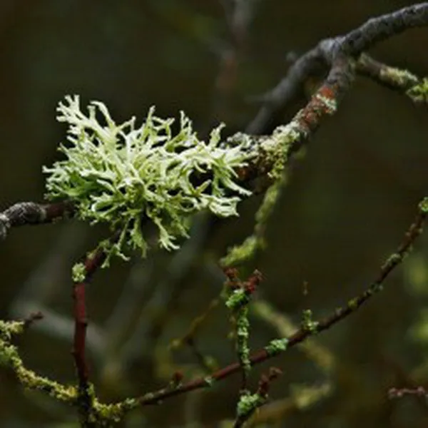 MOSS (HƯƠNG RÊU)