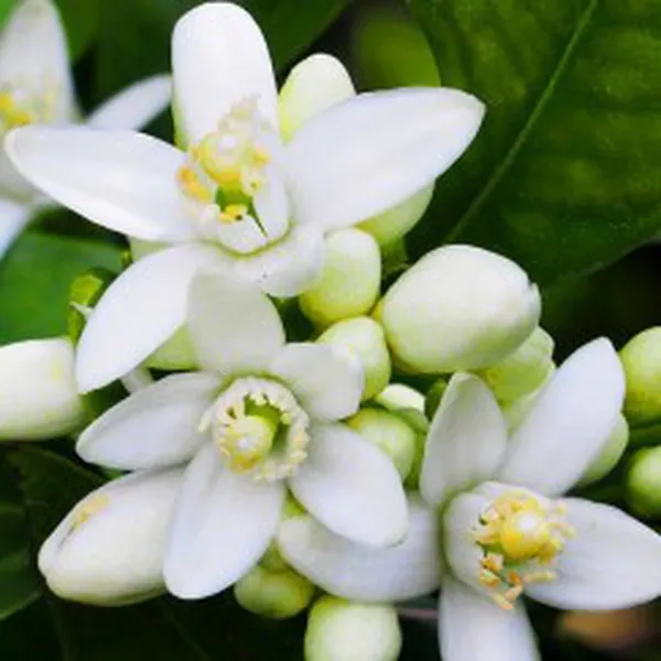 NƯỚC HOA CAM (NEROLI HYDROSOL)