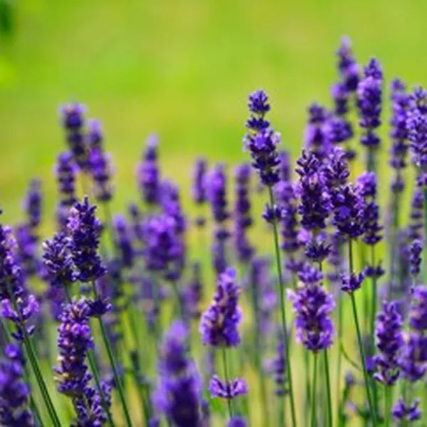 NƯỚC HOA OẢI HƯƠNG ORGANIC (ORGANIC LAVENDER HYDROSOL)