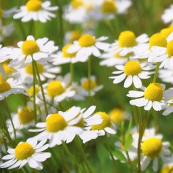 ORGANIC CHAMOMILE EXTRACT (CHIẾT XUẤT CÚC LA MÃ - ORGANIC)