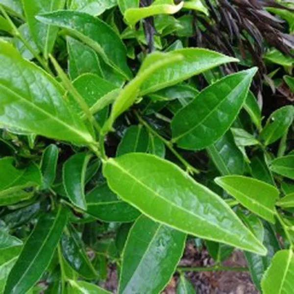 ORGANIC GREEN TEA EXTRACT (CHIẾT XUẤT TRÀ XANH- ORGANIC)