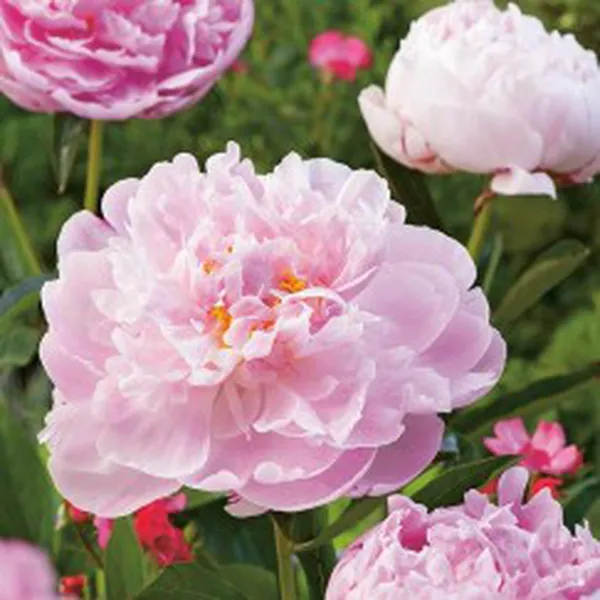 PEONY (HƯƠNG HOA MẪU ĐƠN)