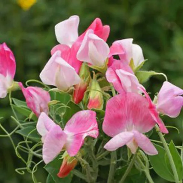 SWEET PEA (HƯƠNG HOA ĐẬU NGỌT)