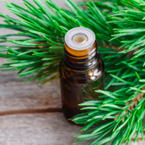 TINH DẦU GỖ THÔNG (PINE)