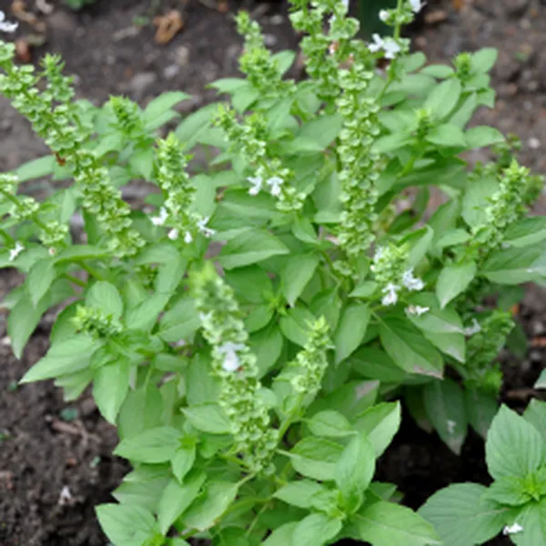 TINH DẦU HƯƠNG NHU (GRATISSIMUM)