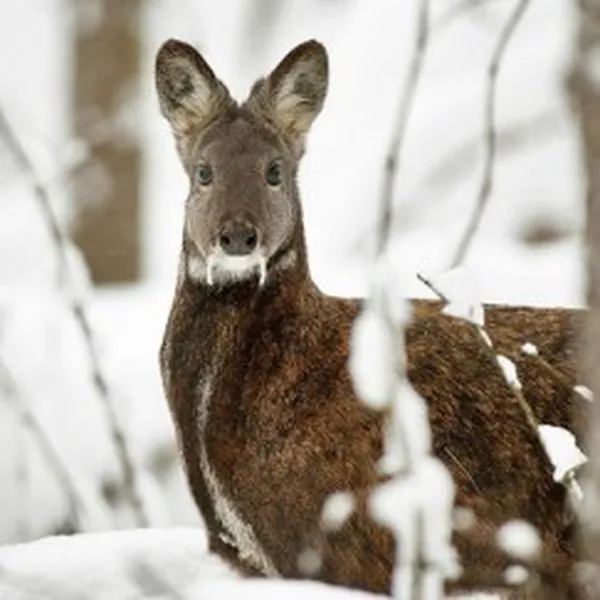 WHITE MUSK (HƯƠNG XẠ HƯƠNG TRẮNG)