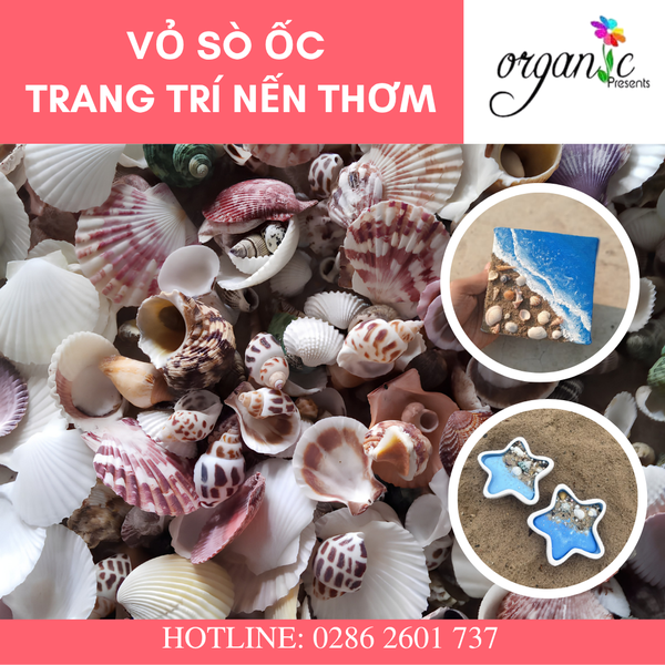 VỎ SÒ ỐC TRANG TRÍ NẾN THƠM (LỚN)