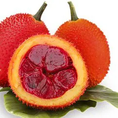 DẦU GẤC (VIỆT NAM)