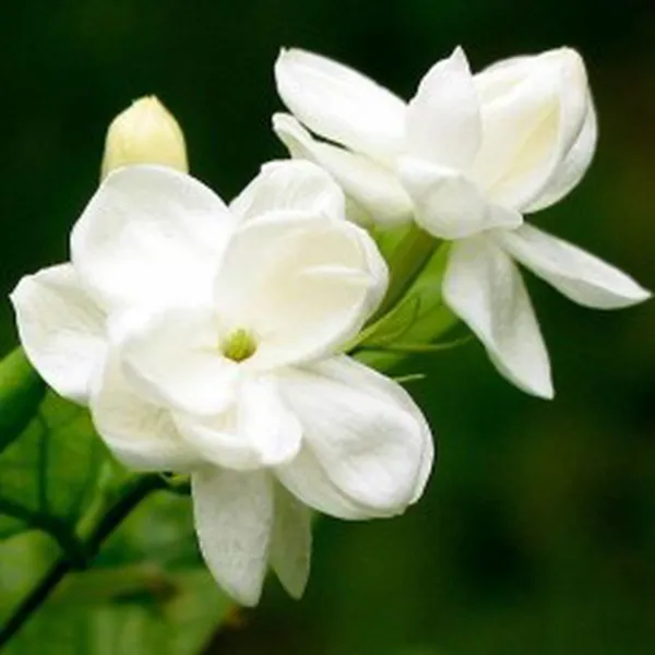 CHIẾT XUẤT HOA NHÀI (JASMINE)