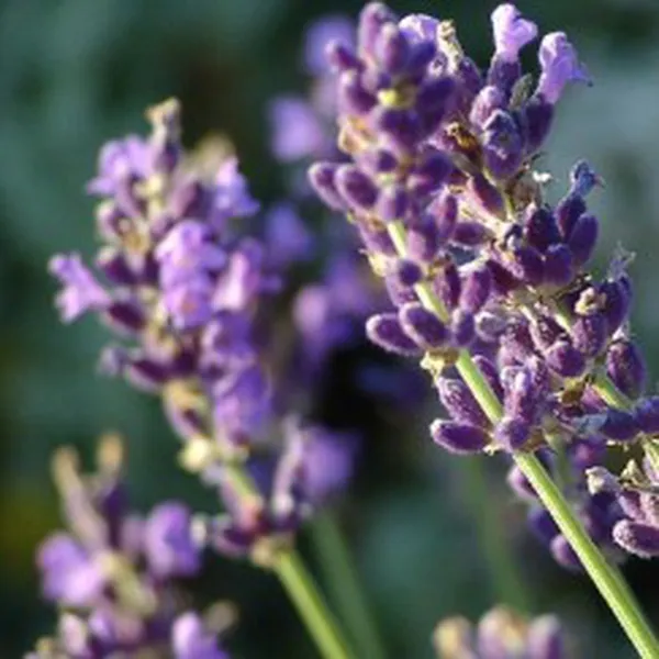 CHIẾT XUẤT HOA OẢI HƯƠNG (LAVENDER)