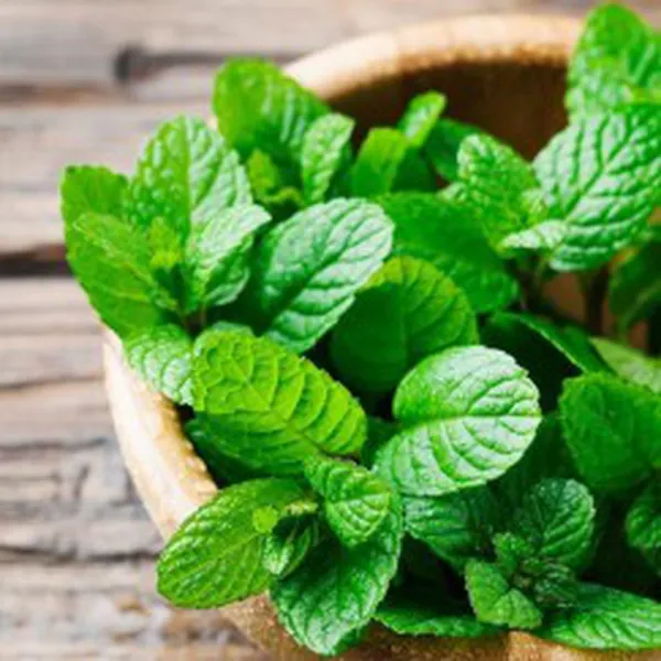 NƯƠC BẠC HÀ ORGANIC (ORGANIC PEPPERMINT HYDROSOL)
