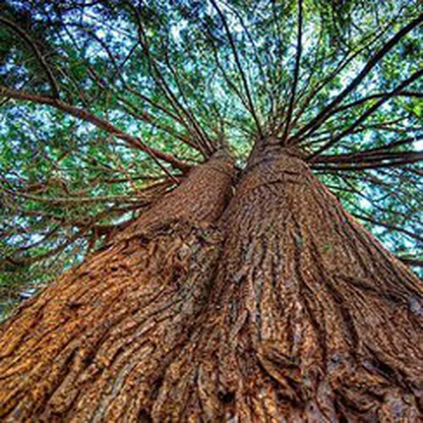 NƯỚC GỖ HOÀNG ĐÀN (CEDARWOOD HYDROSOL)