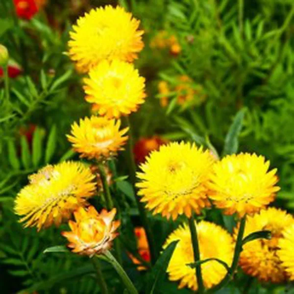 NƯỚC HOA CÚC BẤT TỬ ORGANIC (ORGANIC HELICHRYSUM HYDROSOL)