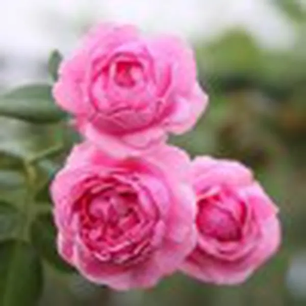 NƯỚC HOA HỒNG ORGANIC (ORGANIC ROSE HYDROSOL)