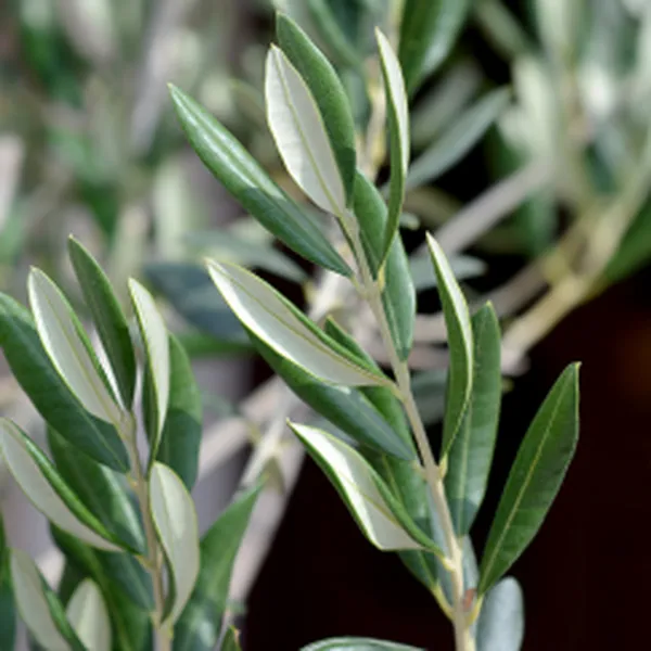 NƯƠC LÁ OLIU ORGANIC (ORGANIC OLIVE LEAF HYDROSOL)