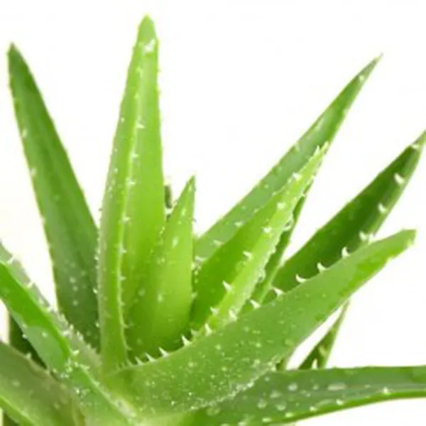 NƯỚC NHA ĐAM (ALOE VERA HYDROSOL)