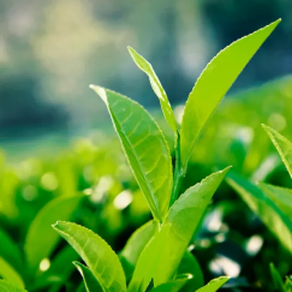 NƯƠC TRÀ XANH ORGANIC (ORGANIC GREEN TEA HYDROSOL)