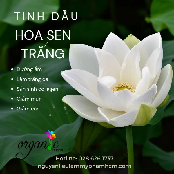 TINH DẦU HOA SEN TRẮNG (WHITE LOTUS)