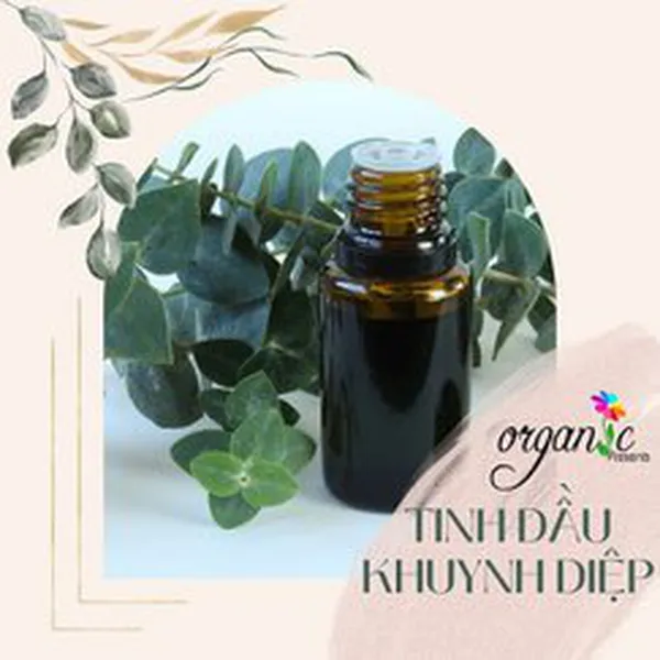 TINH DẦU KHUYNH DIỆP (EUCALYPTUS)