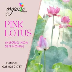HƯƠNG HOA SEN HỒNG (PINK LOTUS )