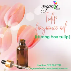 HƯƠNG HOA TUY LÍP (TULIP)