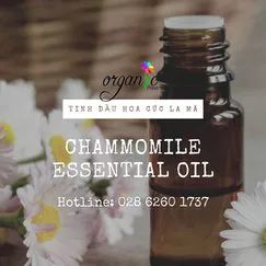 TINH DẦU HOA CÚC LA MÃ (CHAMMOMILE)