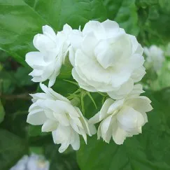 TINH DẦU HOA NHÀI VIỆT NAM (JASMINE)