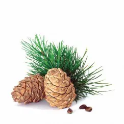 TINH DẦU HOÀNG ĐÀN / TUYẾT TÙNG (CEDARWOOD)