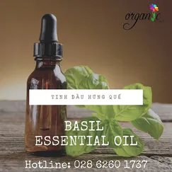 TINH DẦU HÚNG QUẾ (BASIL)