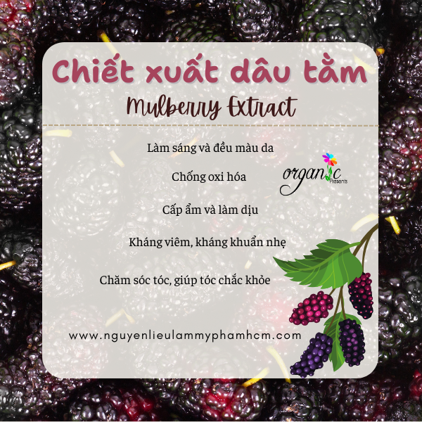 CHIẾT XUẤT DÂU TẰM (MULBERRY EXTRACT - HÀN QUỐC)