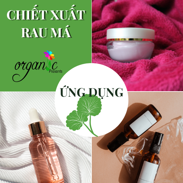 CHIẾT XUẤT RAU MÁ ( CENTELLA ASIATICA EXTRACT - ITALIA)